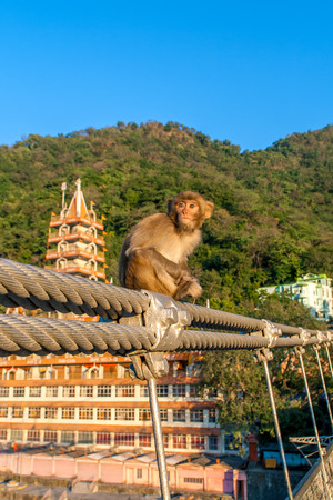 Baby monkey sitting on the fence of the bridge in Rishikesh, Uttarakhand, India.の写真素材