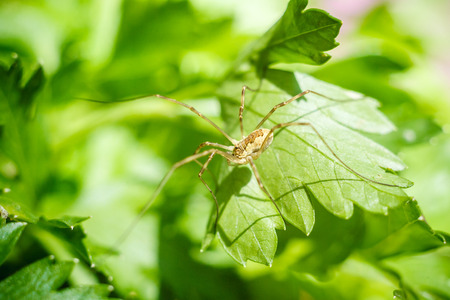 Long legs spider on Parsley leaf.