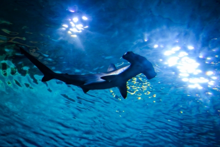 squat headed hammer head sharkの写真素材