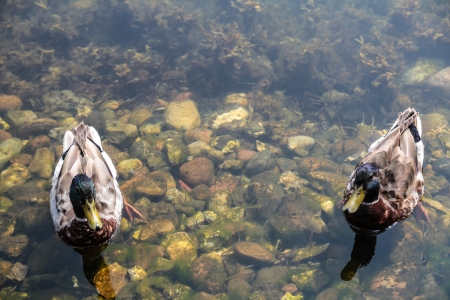  WILD DUCKSの写真素材