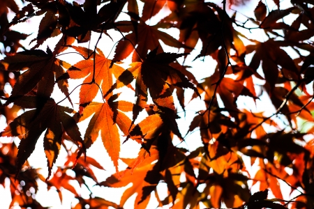 Leaves of autumnal mapleの写真素材