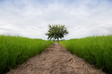 The rice field separate by the path with the tree in the middleの写真素材