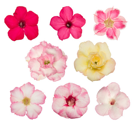 Various adenium flower colors on white backgroundの写真素材