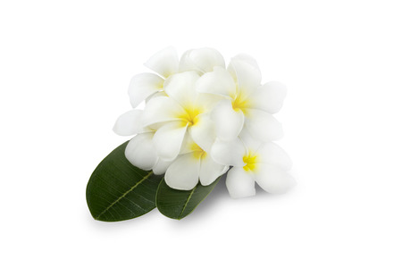 Group of Plumeria flower over a green leaves on white backgroundの写真素材