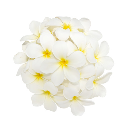White plumeria flower decorated on white backgroundの写真素材