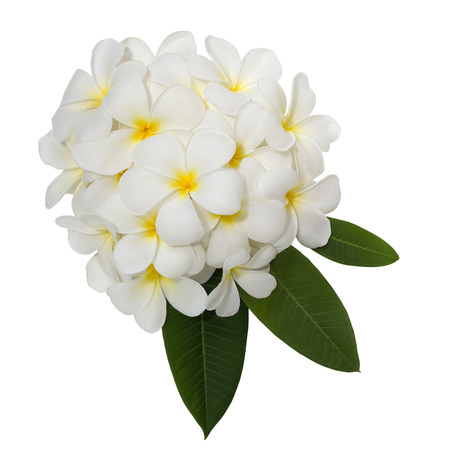 White plumeria flower decorated on white backgroundの写真素材