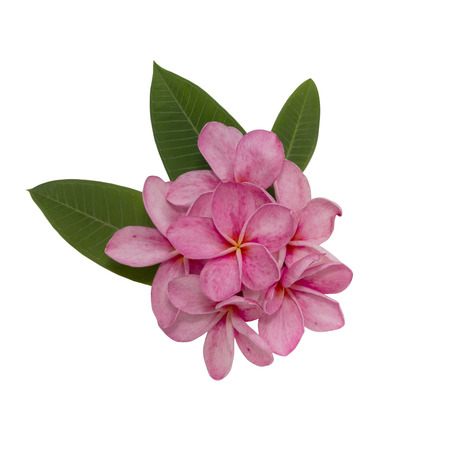 Pink plumeria flower decorated on white backgroundの写真素材