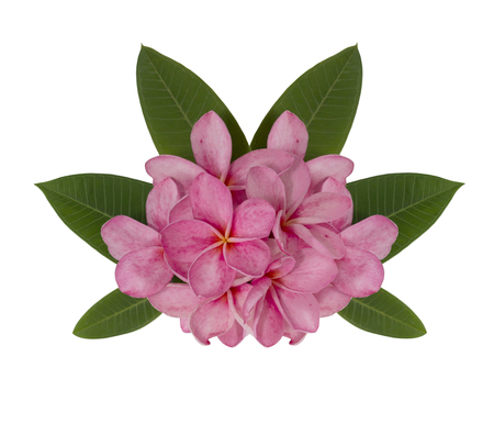 Pink plumeria flower decorated on white backgroundの写真素材