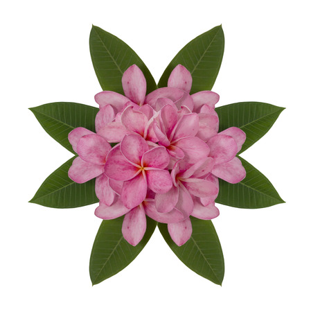 Pink plumeria flower decorated on white backgroundの写真素材