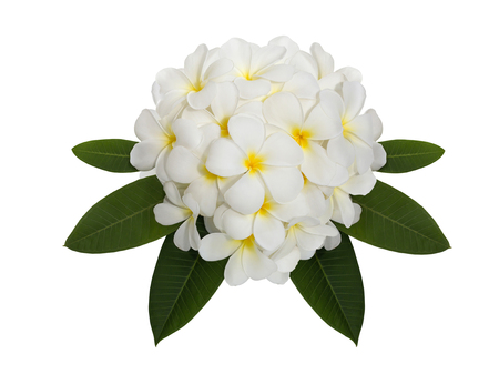 White plumeria flower decorated on white backgroundの写真素材