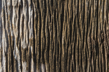 Old wood surfaceの写真素材