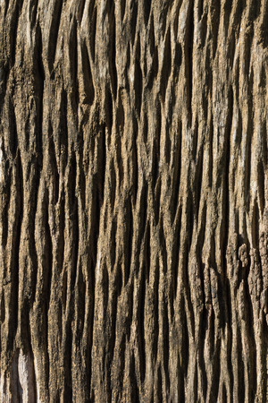Old wood surfaceの写真素材