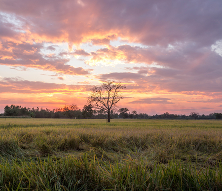 Sunset over the rice fieldの写真素材