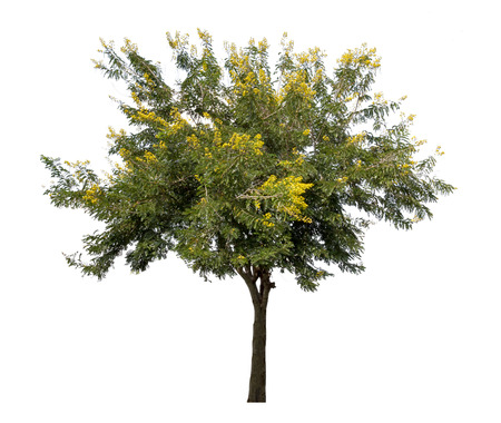 Tree with yellow flower isolated on white backgroundの写真素材
