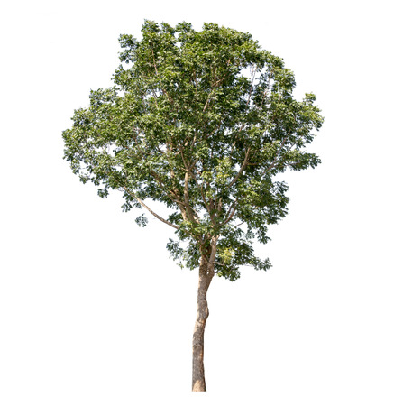 Big tall tree isolated on white backgroundの写真素材