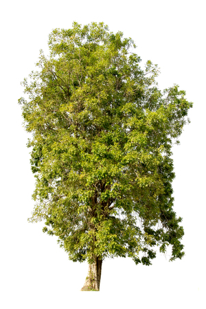 Big tall tree isolated on white backgroundの写真素材