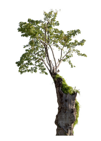 Old tree isolated on white backgroundの写真素材
