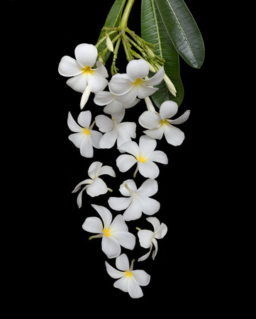 Falling white plumeria flower isolated on black backgroundの写真素材