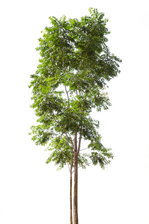 Tree isolated on white backgroundの写真素材