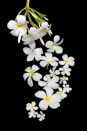 Falling white plumeria flower isolated on black backgroundの写真素材