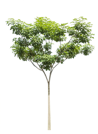 Tree isolated on white backgroundの写真素材