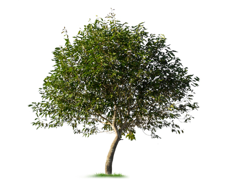 Isolated tree on white backgroundの写真素材