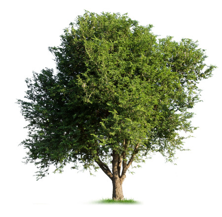 Isolated tamarind tree on white backgroundの写真素材