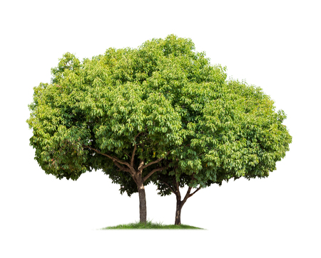 Isolated mango tree on white backgroundの写真素材