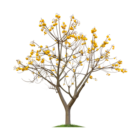 Isolated Yellow Cotton Tree on white background, Cochlospermum treeの写真素材