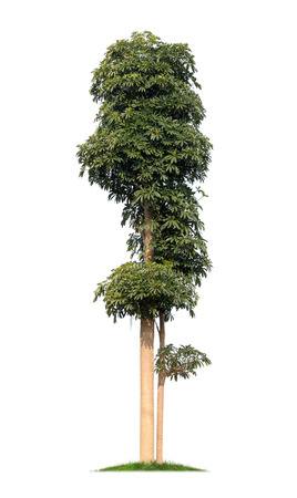 Isolated tree on white backgroundの写真素材