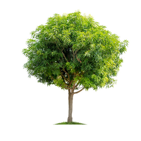 Isolated tree on white backgroundの写真素材
