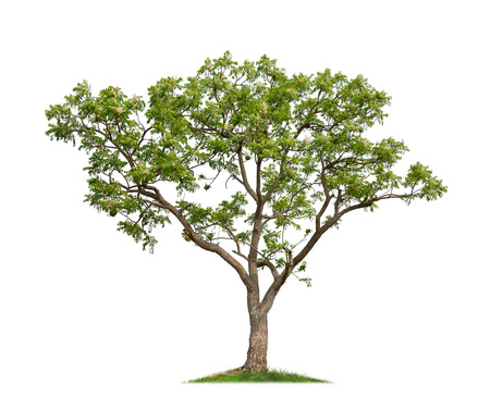 Isolated tree on white backgroundの写真素材