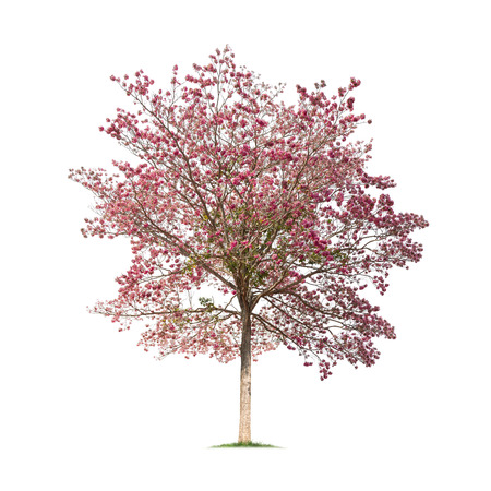 Isolated Tabebuia rosea tree on white backgroundの写真素材