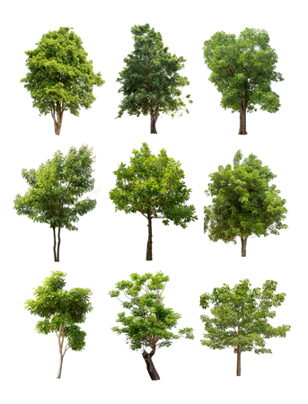 Collection of isolated trees on white backgroundの写真素材