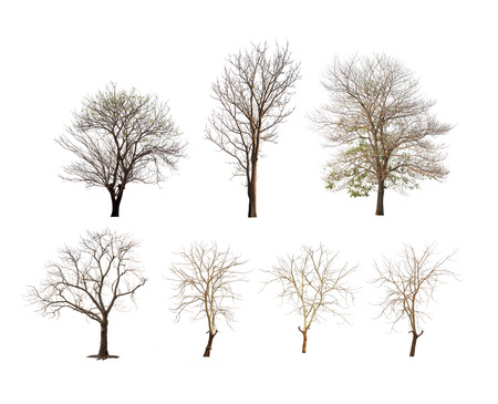 Collection of trees with no leaves or winter tree or dead tree on white backgroundの写真素材