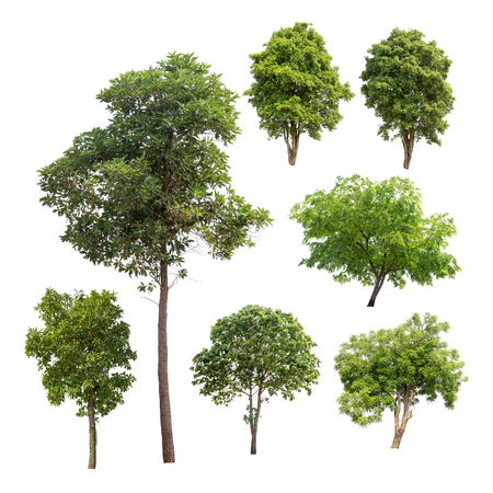 Collection of isolated trees on white backgroundの写真素材