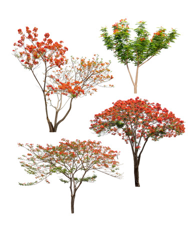Collection of flame trees with orange and red flowers isolated on white backgroundの写真素材