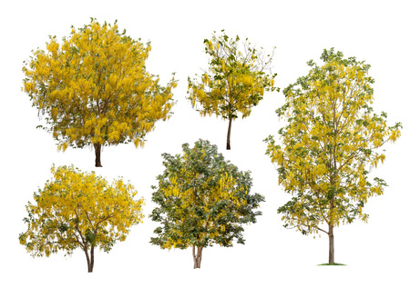 Collection of golden shower tree isolated on white background, summer plant treeの写真素材