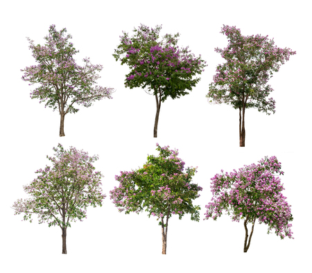Isolated Lagerstroemia speciosa tree with purple and pink flowers on white backgroundの写真素材
