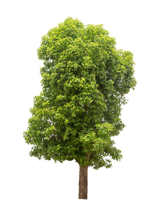 Isolated big leafy tree on white backgroundの写真素材