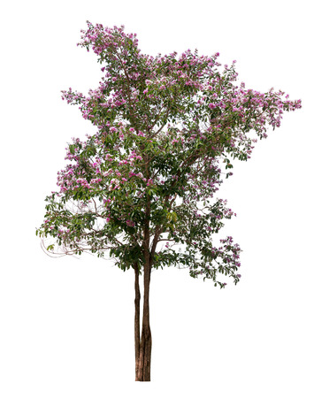 Isolated Lagerstroemia speciosa tree with purple and pink flowers on white backgroundの写真素材