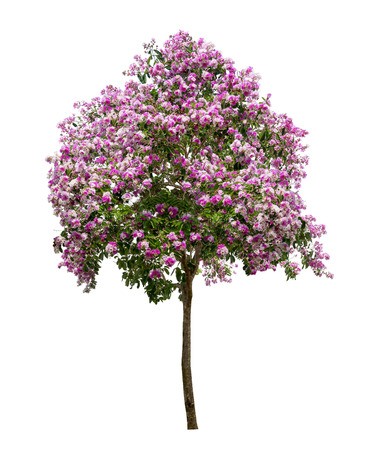 Isolated Lagerstroemia speciosa tree with purple and pink flowers on white backgroundの写真素材