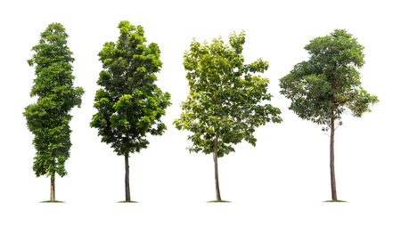 Collection of isolated tree on white backgroundの写真素材