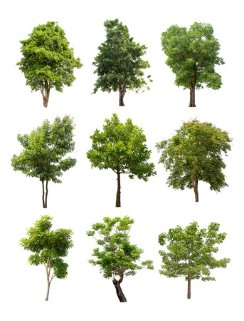 Collection of isolated tree on white backgroundの写真素材