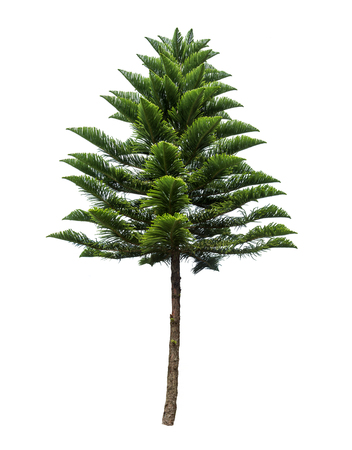 Isolated tree on white backgroundの写真素材