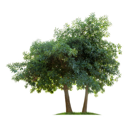 Isolated tree on white backgroundの写真素材