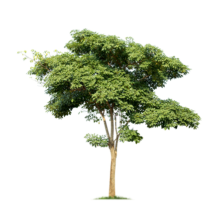 Isolated tree on white backgroundの写真素材
