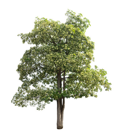 Isolated tree on white backgroundの写真素材