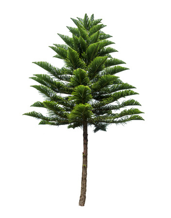 Isolated tree on white backgroundの写真素材