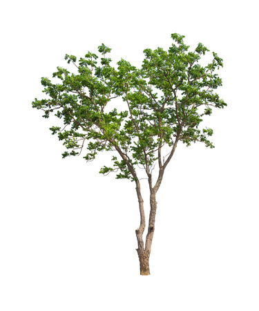 Isolated tree on white backgroundの写真素材